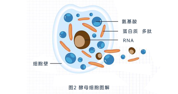 酵母細(xì)胞圖解