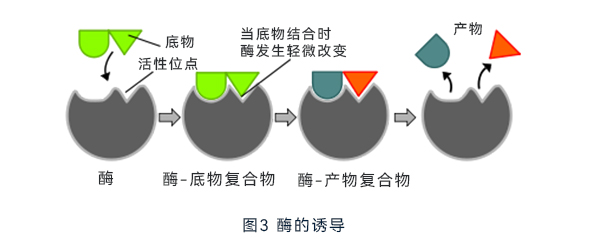 酶的誘導(dǎo)