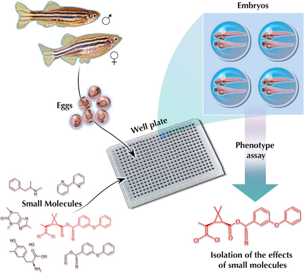 斑馬魚(yú)用于新型心血管藥物高通量篩選的研究